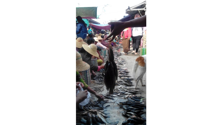 Stroll through the Fish Market