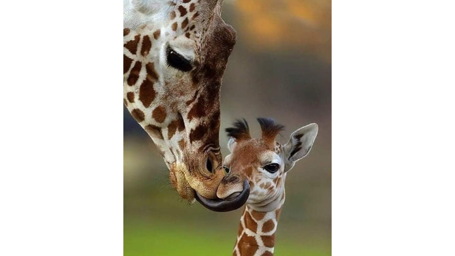 Adorable Giraffe Nursing