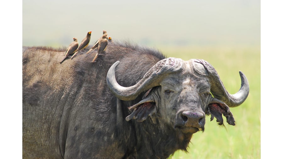 African Buffalo in Mikumi National Park