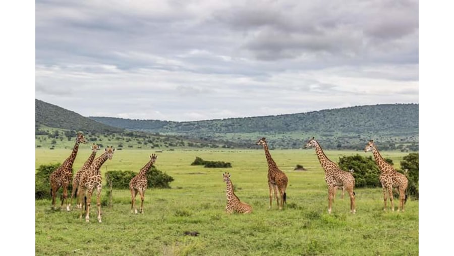 Giraffes' Herd in Arusha