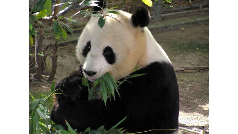 Adorable Giant Pandas