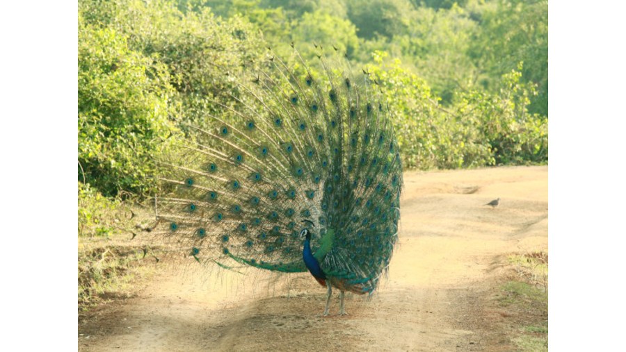 Yala National Park