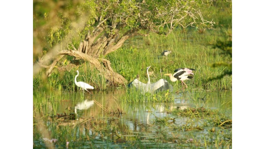 Yala National Park