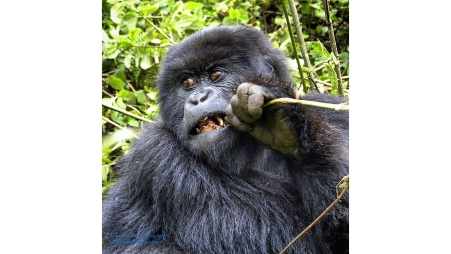 Gorilla at Mgahinga Gorilla National Park