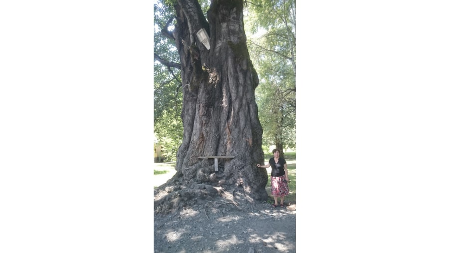 Huge tree near Nohur lake