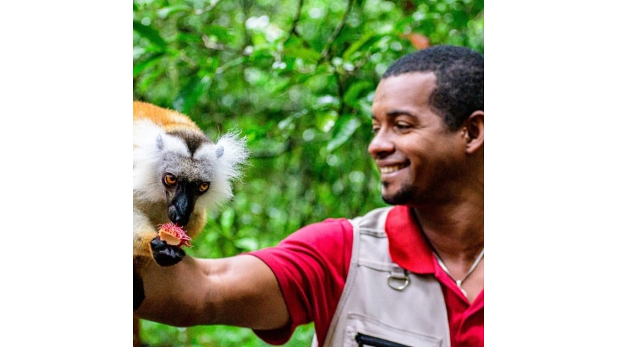Meet the lemur