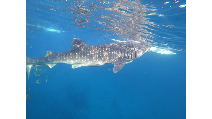 Whaleshark in Oslob