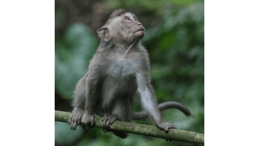 Monkey Forest Ubud