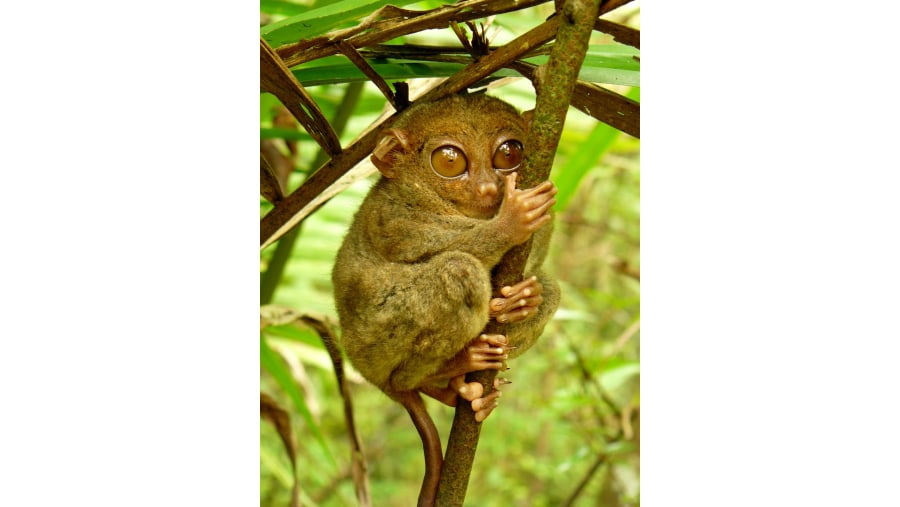 Philippine Tarsier, Bohol Countryside