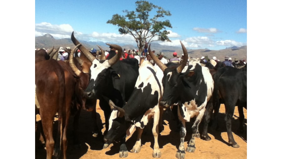 Cattle herded together