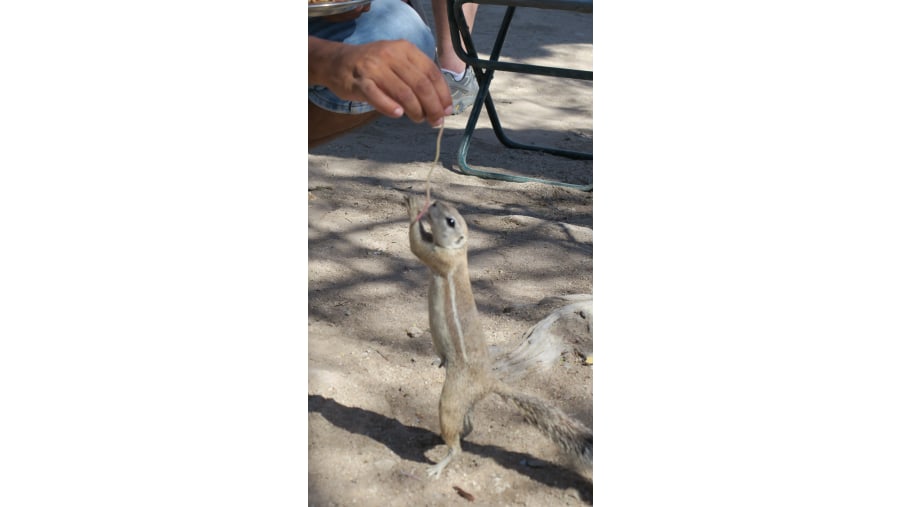 Feeding a Squirell