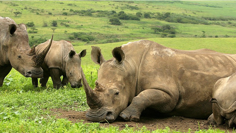 Rhinos at Kruger National Park