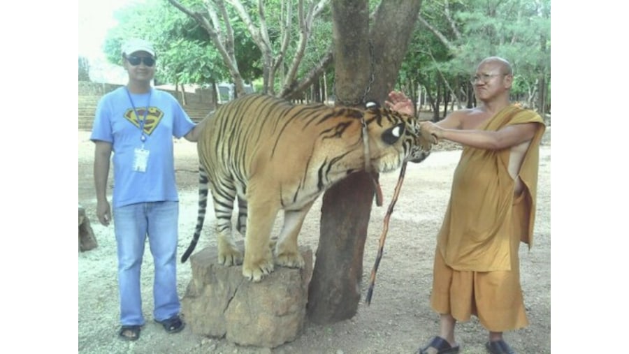 Tiger temple in Kanchanaburi, Thailand