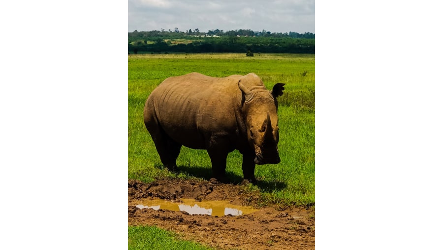 White Rhino in Nairobi National Park