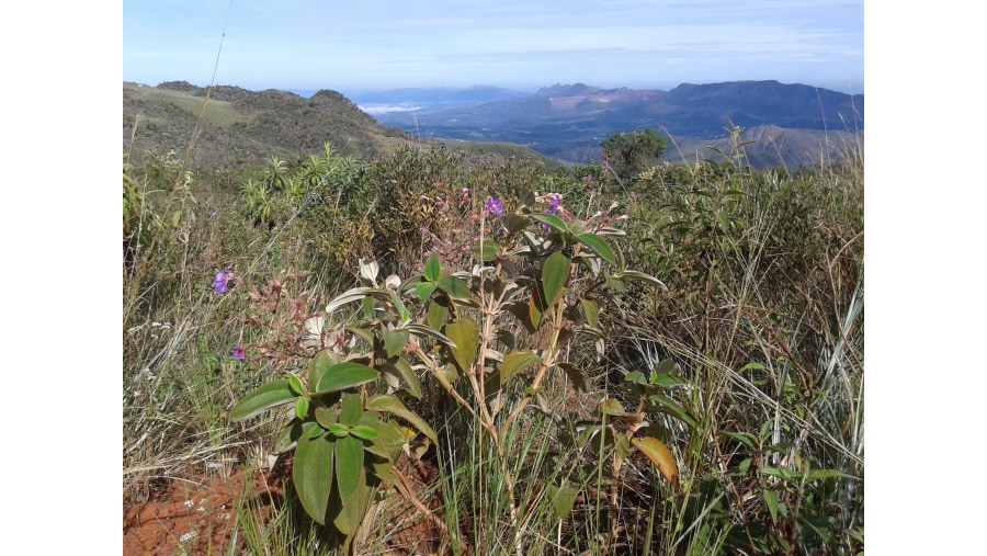 Serra da Calçada