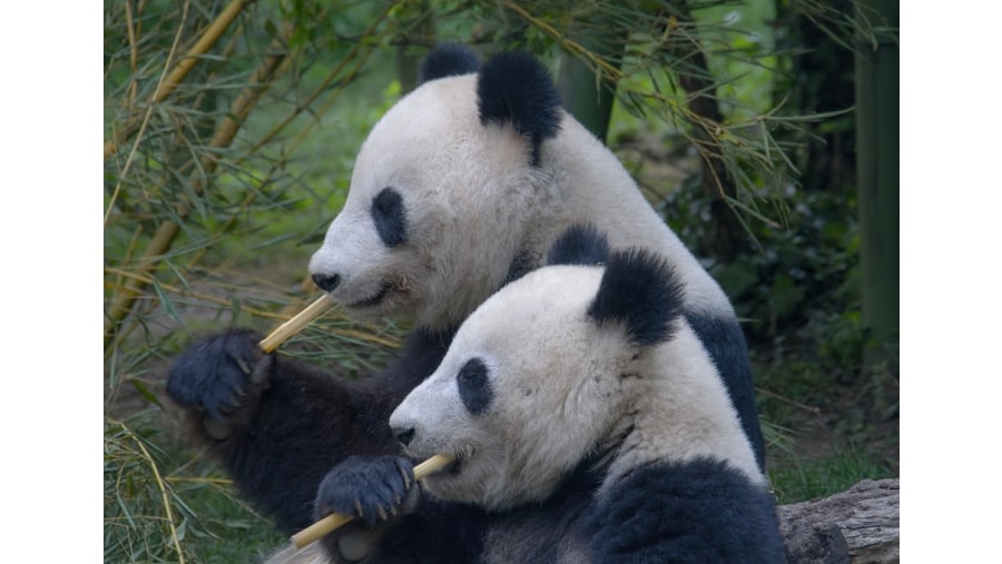 Visit the Dujiangyan Panda Park