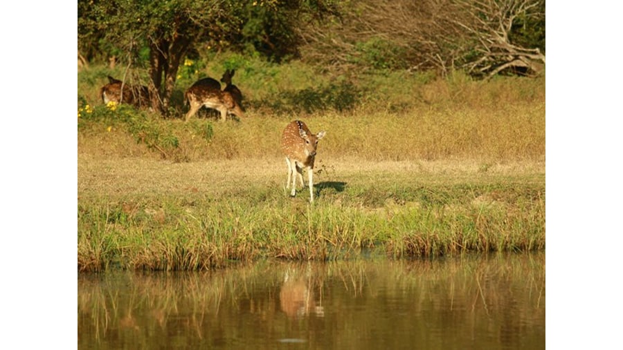 Yala National Park