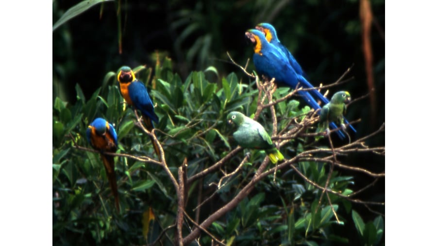 Macaws Claylick or collpa