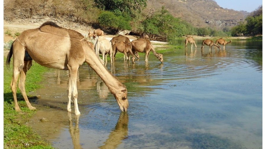 Wadi Derbat