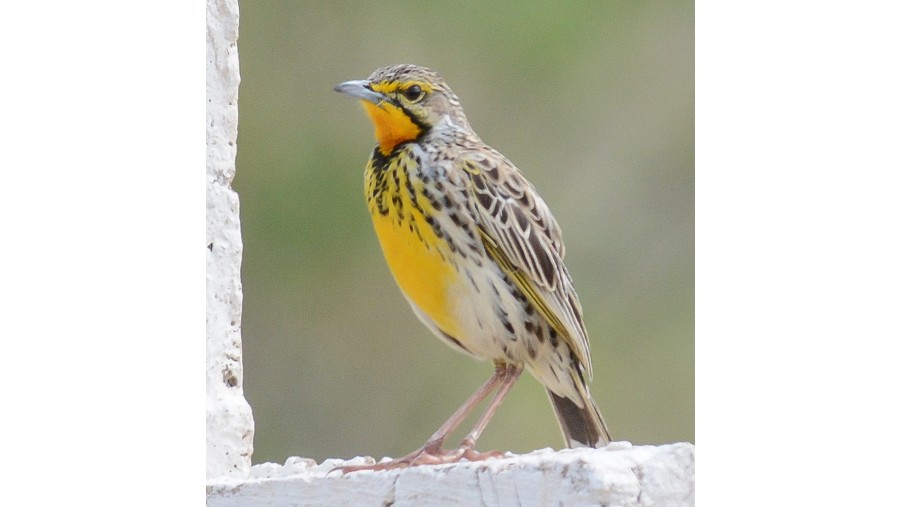 Eastern meadowlark