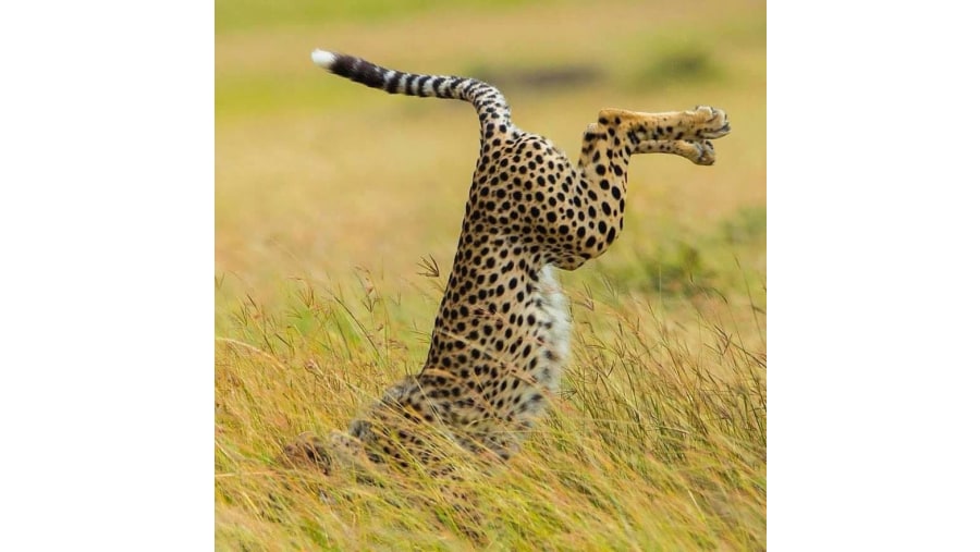 Cheetah hunting at Mikumi National Park