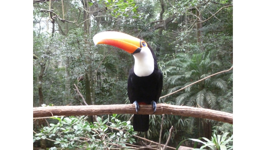 Spot rare birds like Toucans