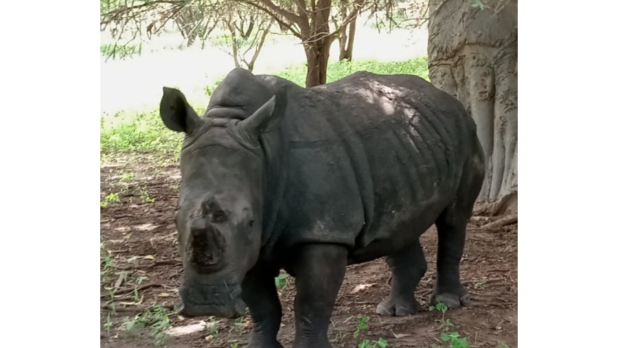 Hippo in Goree Island