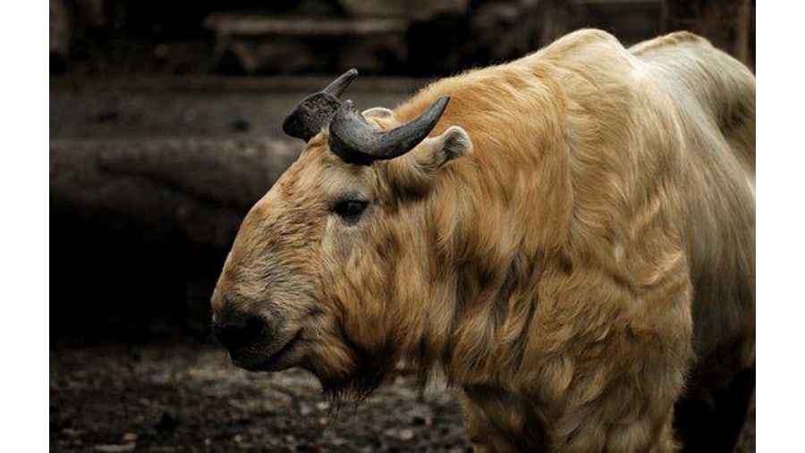 Takin- the national animal of Bhutan