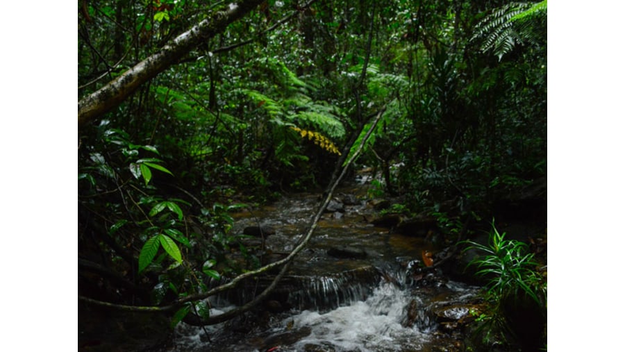 The grand rainforest