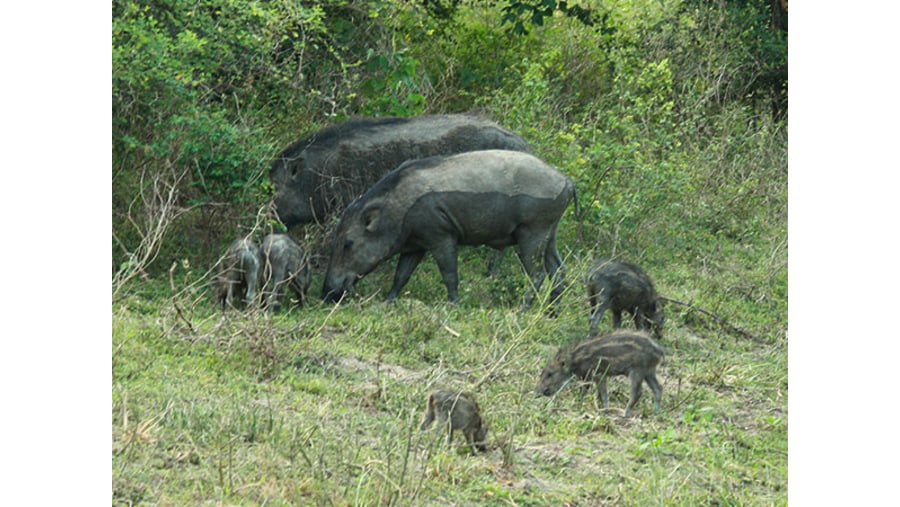 Yala National Park