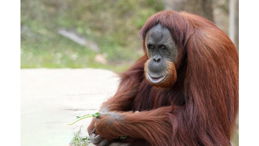 Older Orangutan