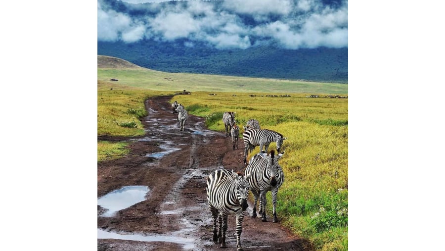 Zebras at sight!