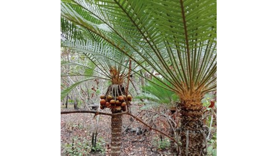 Cycas armstrongii - Cycads