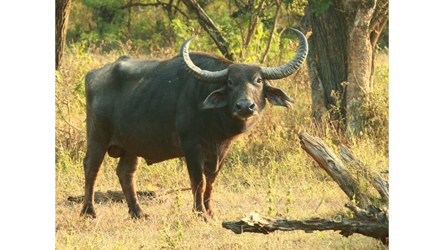 Yala National Park