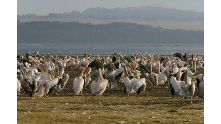 Lake Nakuru, Active Travel, Epic Active Adventures, YHA Kenya Travel, Epic Tours Safaris, Wildlife Safaris, Safari Bookings, Masai Mara Kenya Safari, Active Holidays in Kenya , African Safari, The Big Five  Animals