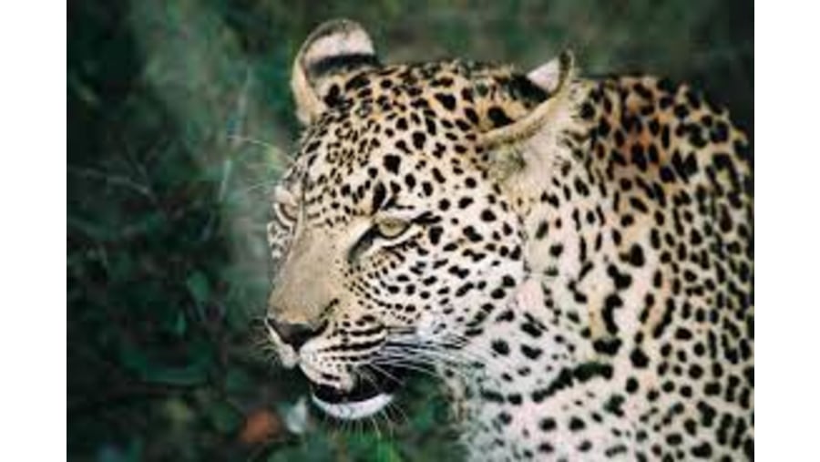 Leopard in Masai Mara