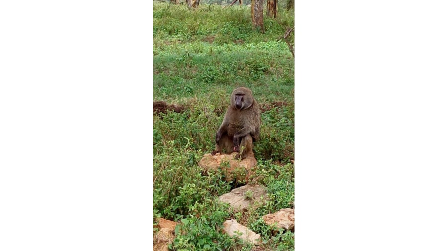 Babboon at Lake Nakuru National Park