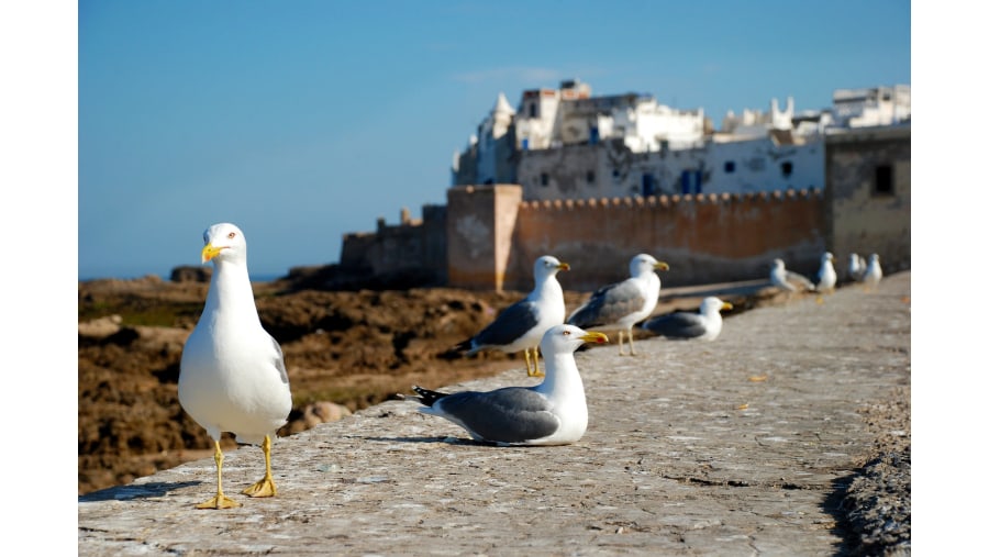 Admire Seagulls