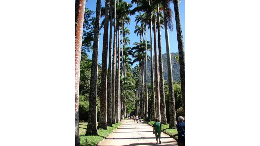 Palm trees in the Botanical Garden of Rio de Janeiro