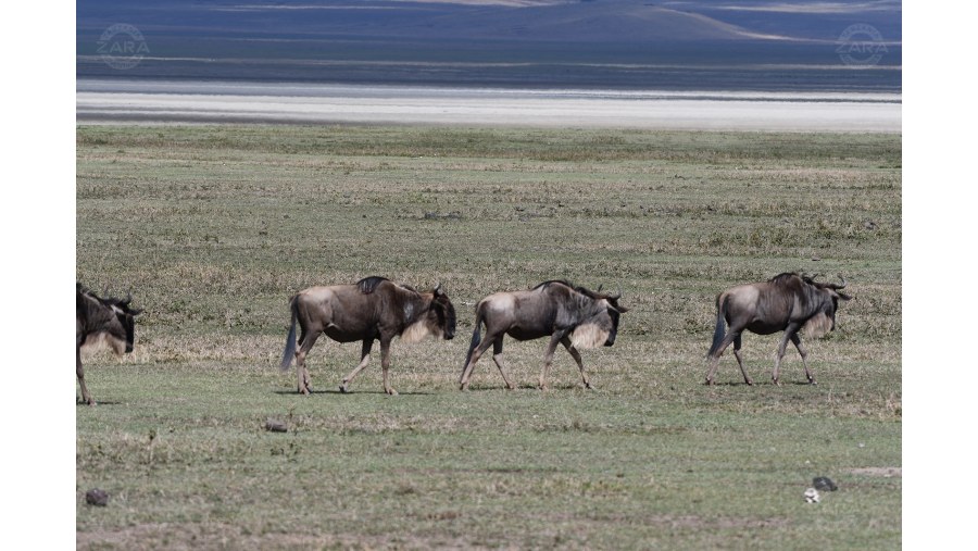 wildebeests on their way