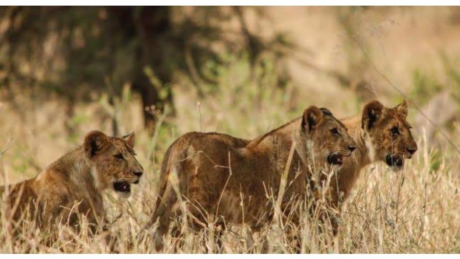 Pride of lions, in preparation for hunting in Mkomazi