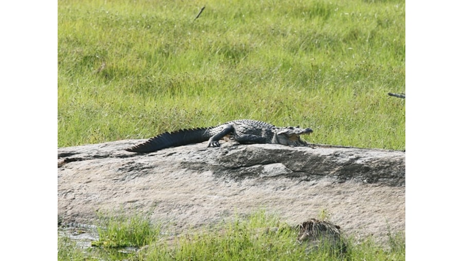 Yala National Park