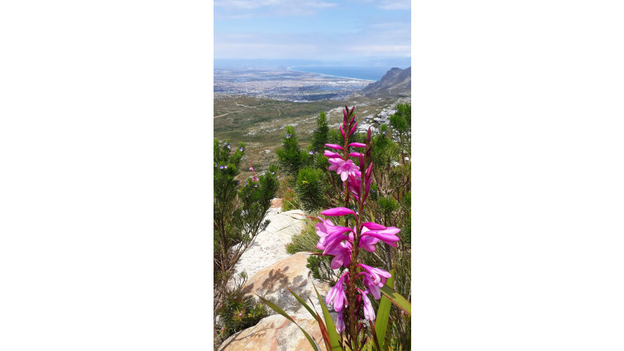 Marvel at the Beauty of the Local Fynbos