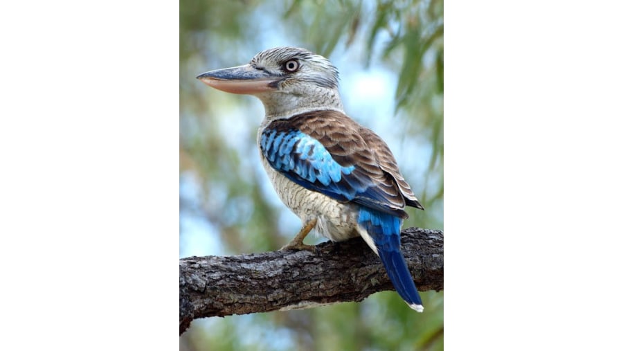 Blue-winged kookaburra