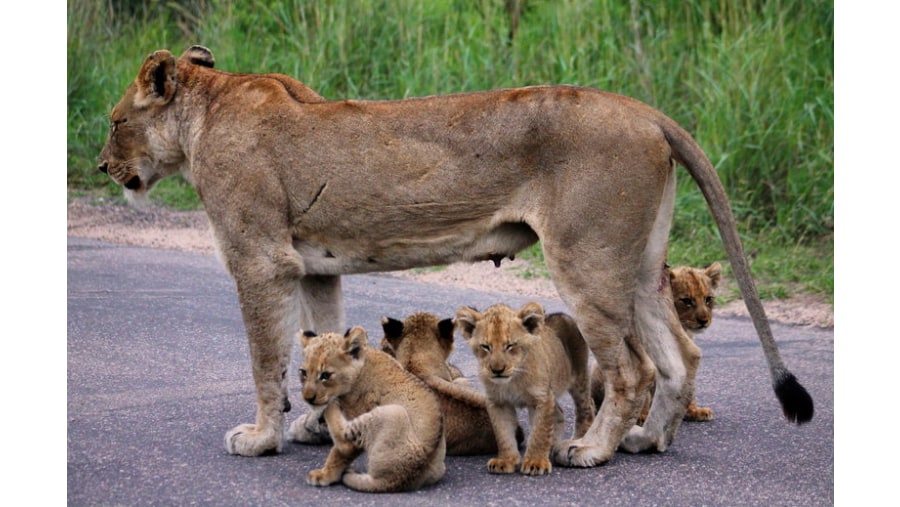 Lioness and her cubs at Kruger National Park