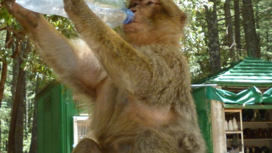 Monkey drinking water