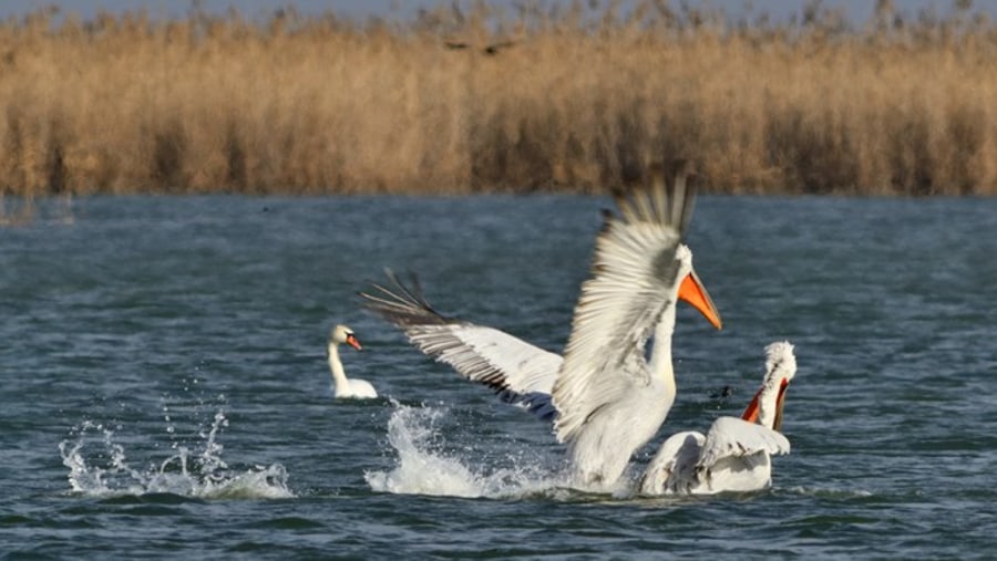 Aquatic birds in Shirvan National Park