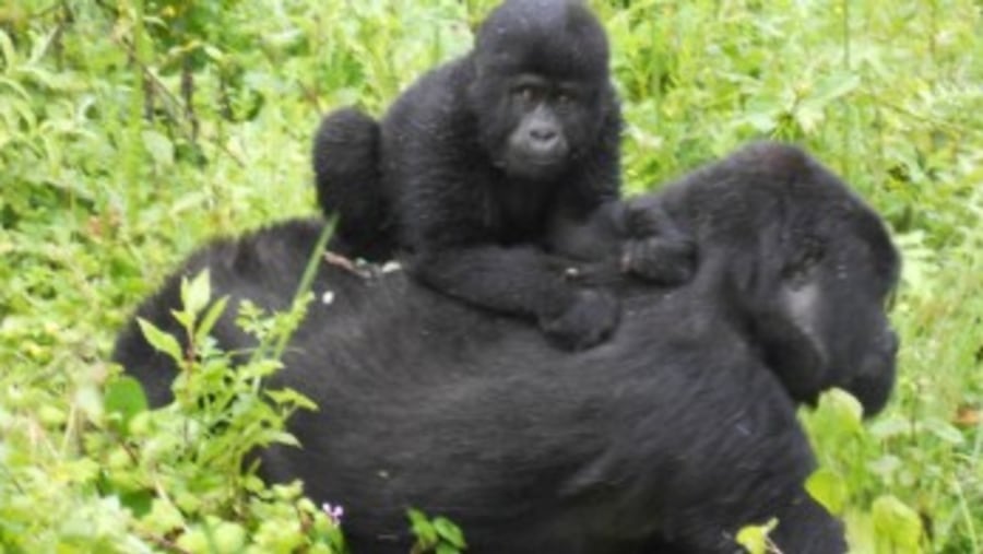 Gorilla in Bwindi National Park