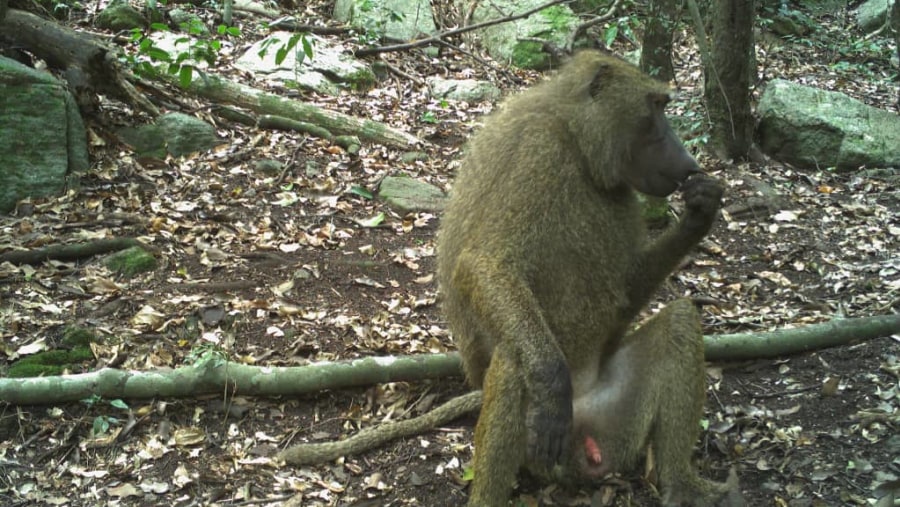 Find baboons at the Shai Hills Resource Reserve