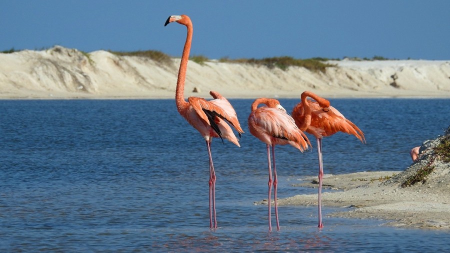 Flamingos in Rio Lagartos